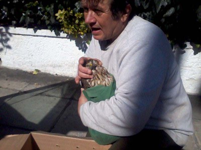 Βρέθηκε τραυματισμένο γεράκι