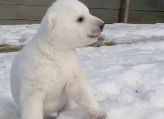 ΒΙΝΤΕΟ-Πολική αρκούδα βλέπει για πρώτη φορά χιόνι