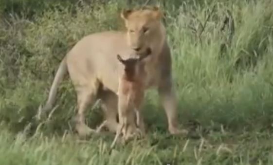 BINTEO-Ένα λιοντάρι απέναντι στη… φύση του