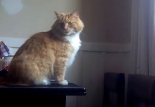 ΒΙΝΤΕΟ-Η γάτα και το άλμα της… ντροπής