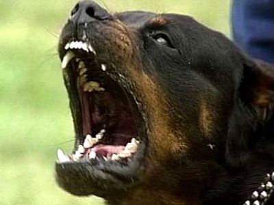 Επίθεση ροτβάιλερ σε 55χρονη