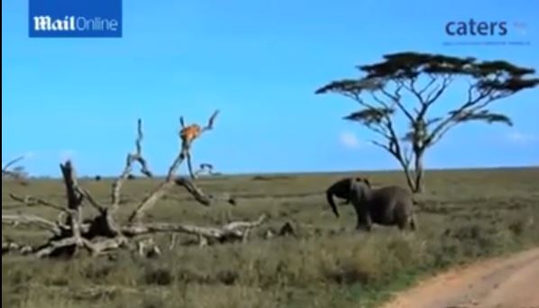 ΒΙΝΤΕΟ-Αγώνας “εξουσίας” λέαινας με ελέφαντα