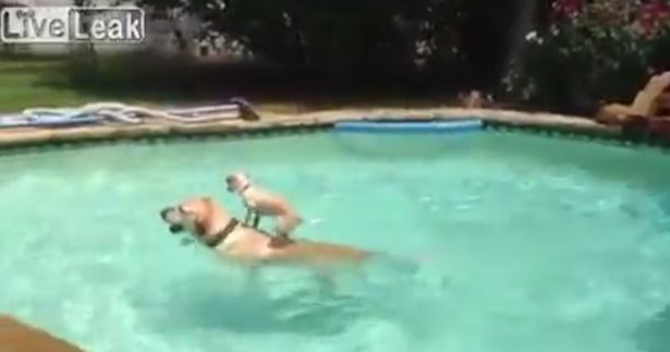 ΒΙΝΤΕΟ-Το κουτάβι και το “θαλάσσιο ταξί”