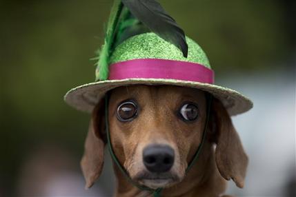 ΦΩΤΟ-Σκυλίσιο πάρτι στο Ρίο