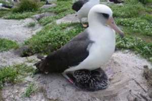 Γέννησε το γηραιότερο πουλί στον κόσμο