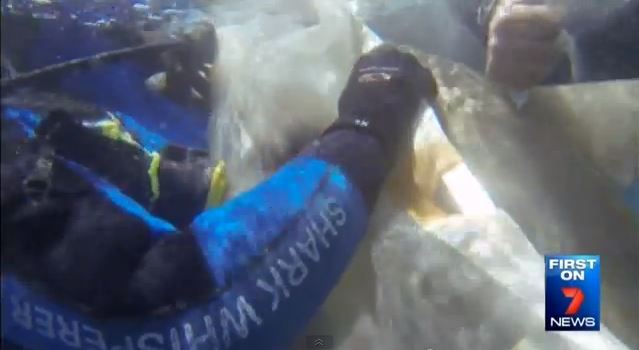 BINTEO-Δύτης έσωσε… καρχαρία