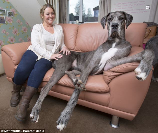ΦΩΤΟ-Διεκδικεί τον τίτλο του ψηλότερου σκύλου