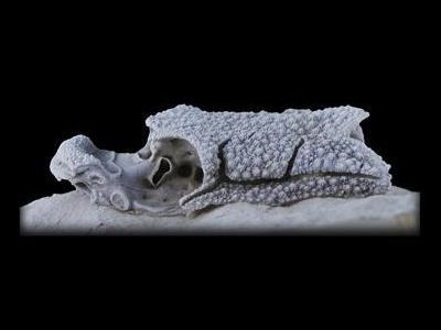 Ψάρι 400 εκ. ετών αποκαλύπτει πως δημιουργήθηκε το πρόσωπο