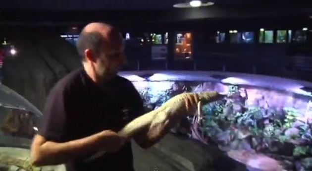 ΒΙΝΤΕΟ-Σπάνιοι αλιγάτορες αλμπίνο