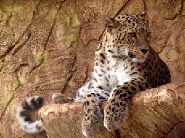 ΦΩΤΟ-Λεοπάρδαλη κυκλοφορεί ελεύθερη στους δρόμους