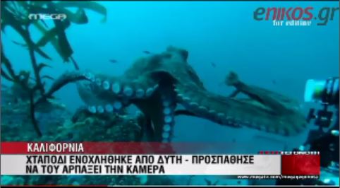 ΒΙΝΤΕΟ-Το χταπόδι άρπαξε την κάμερα του δύτη