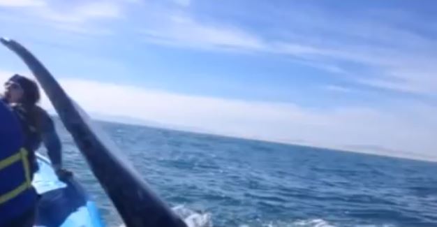 BINTEO-Η φάλαινα που δεν συμπαθεί τους τουρίστες