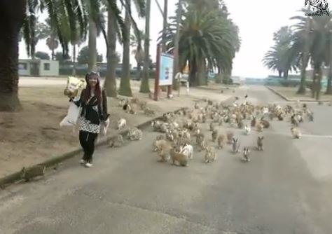 ΒΙΝΤΕΟ-Το νησί των κουνελιών