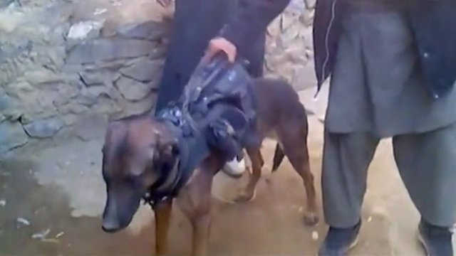 ΒΙΝΤΕΟ-Όμηρος των Ταλιμπάν σκύλος της Isaf