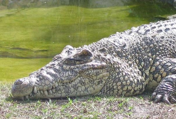 Μπαλάκι του γκολφ προσγειώθηκε στο κεφάλι αλιγάτορα!