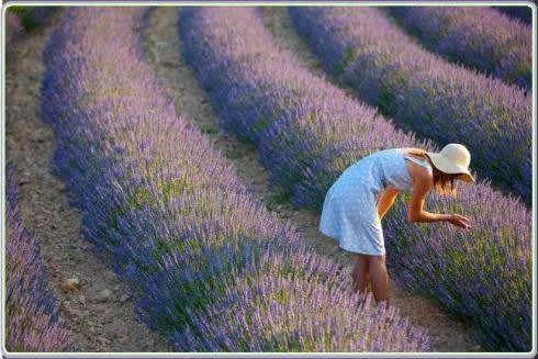 Κινδυνεύουν τα αρωματικά φυτά και τα βότανα της Κρήτης