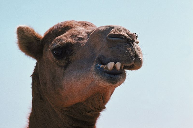 ΒΙΝΤΕΟ-Καμήλα έσπειρε τον πανικό στο… LA