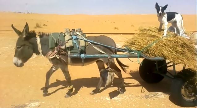 ΒΙΝΤΕΟ-Ο τετράποδος αγωγιάτης