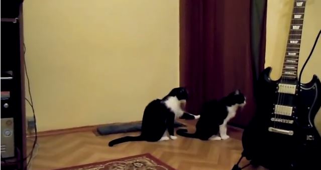 BINTEO-Η συγγνώμη της… γάτας