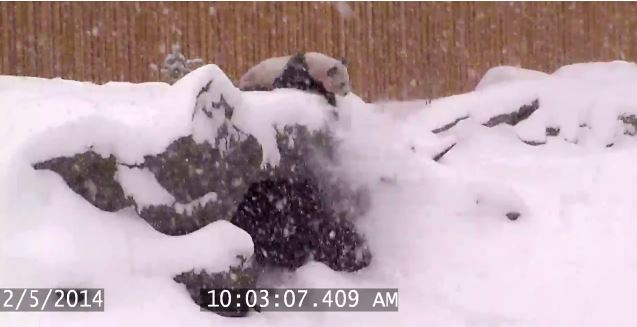 ΒΙΝΤΕΟ-Ο Ντα Μάο παίζει στη χιονοθύελλα