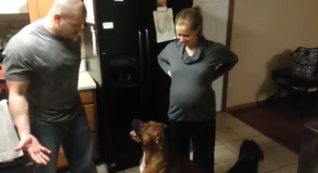 ΒΙΝΤΕΟ-Σκύλος προστατεύει έγκυο