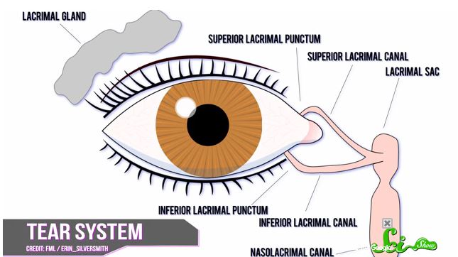 ΒΙΝΤΕΟ-Γιατί κλαίμε;