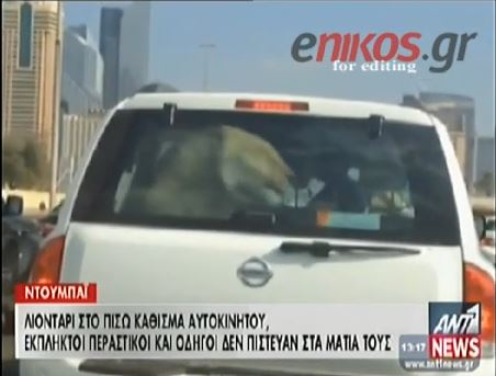 ΒΙΝΤΕΟ-Λιοντάρι κάθεται στο κάθισμα αυτοκινήτου