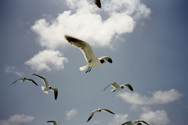 Γαλλία: 21.000 πουλιά θύματα της κακοκαιρίας
