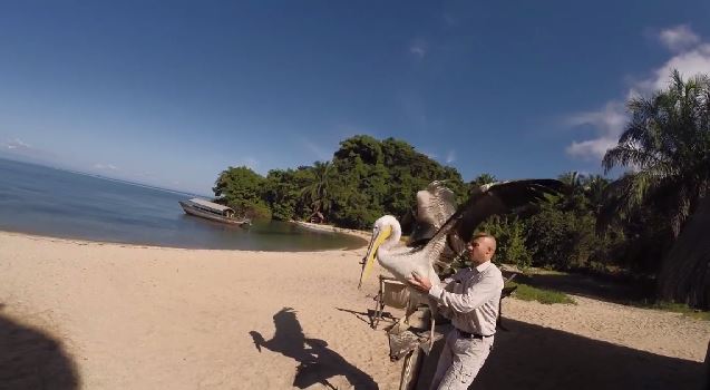 BINTEO-Η κάμερα στο ράμφος του πελεκάνου