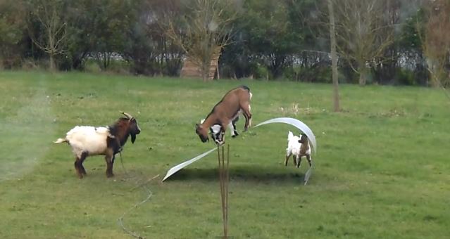 ΒΙΝΤΕΟ-Παιδική χαρά για… κατσίκια