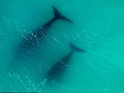 Καταμέτρηση φαλαινών από το διάστημα