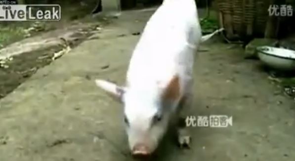 ΒΙΝΤΕΟ-Ανάπηρο γουρουνάκι έχει γίνει ατραξιόν