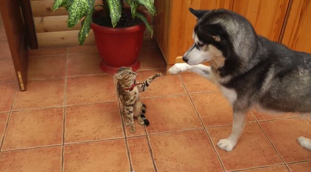 ΒΙΝΤΕΟ-Σκύλος «στα πατώματα» για μια γάτα