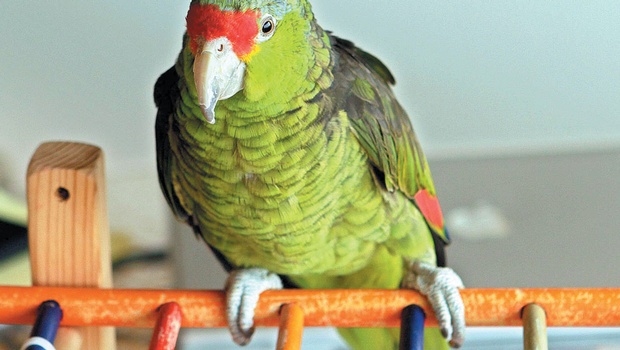 Ο παπαγάλος μαρτύρησε τον δολοφόνο