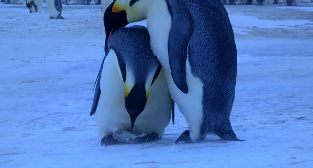 ΒΙΝΤΕΟ-Ο θρήνος των αυτοκρατορικών πιγκουίνων