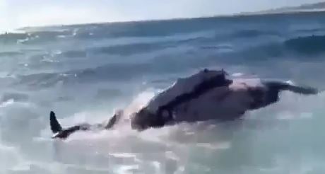 ΒΙΝΤΕΟ-Καρχαρίες επιτίθενται σε φάλαινα