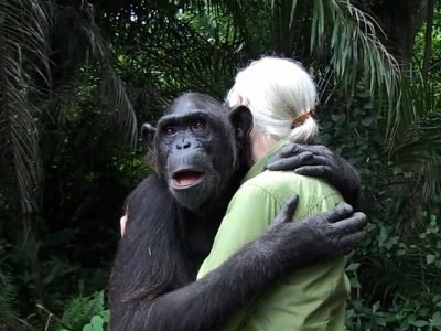 Χιμπατζής αγκαλιάζει τη γυναίκα που τον έσωσε