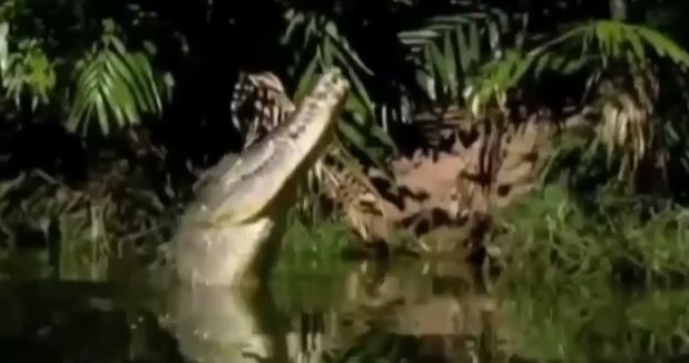 BINTEO-Kροκόδειλος επιτίθεται σε νυχτερίδα