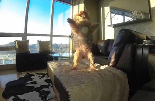 ΒΙΝΤΕΟ-Το πιο… άμπαλο σκυλί του πλανήτη