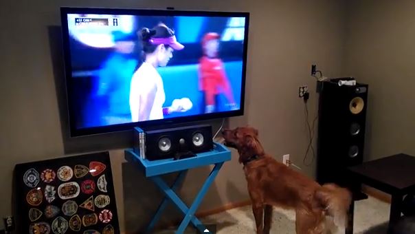 ΒΙΝΤΕΟ-Ο σκύλος που λατρεύει το τένις