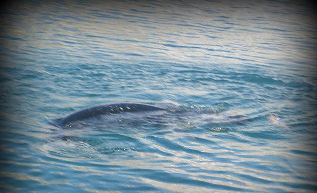 ΒΙΝΤΕΟ-Φώκια έκανε ¨βόλτες” στη Σύρο