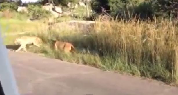 ΒΙΝΤΕΟ-Λέαινα επιτίθεται σε λιοντάρι