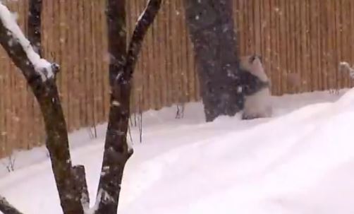 ΒΙΝΤΕΟ-Ο μόνος που χάρηκε με τις χιονοθύελλες