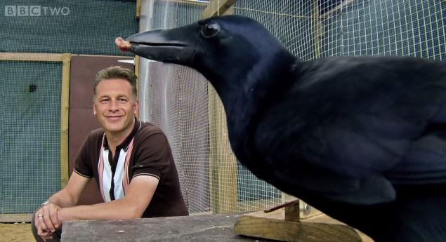 ΒΙΝΤΕΟ-Το πιο έξυπνο κοράκι