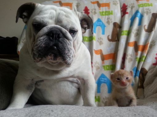 ΦΩΤΟ-Το μπουλντόγκ που λατρεύει τις γάτες