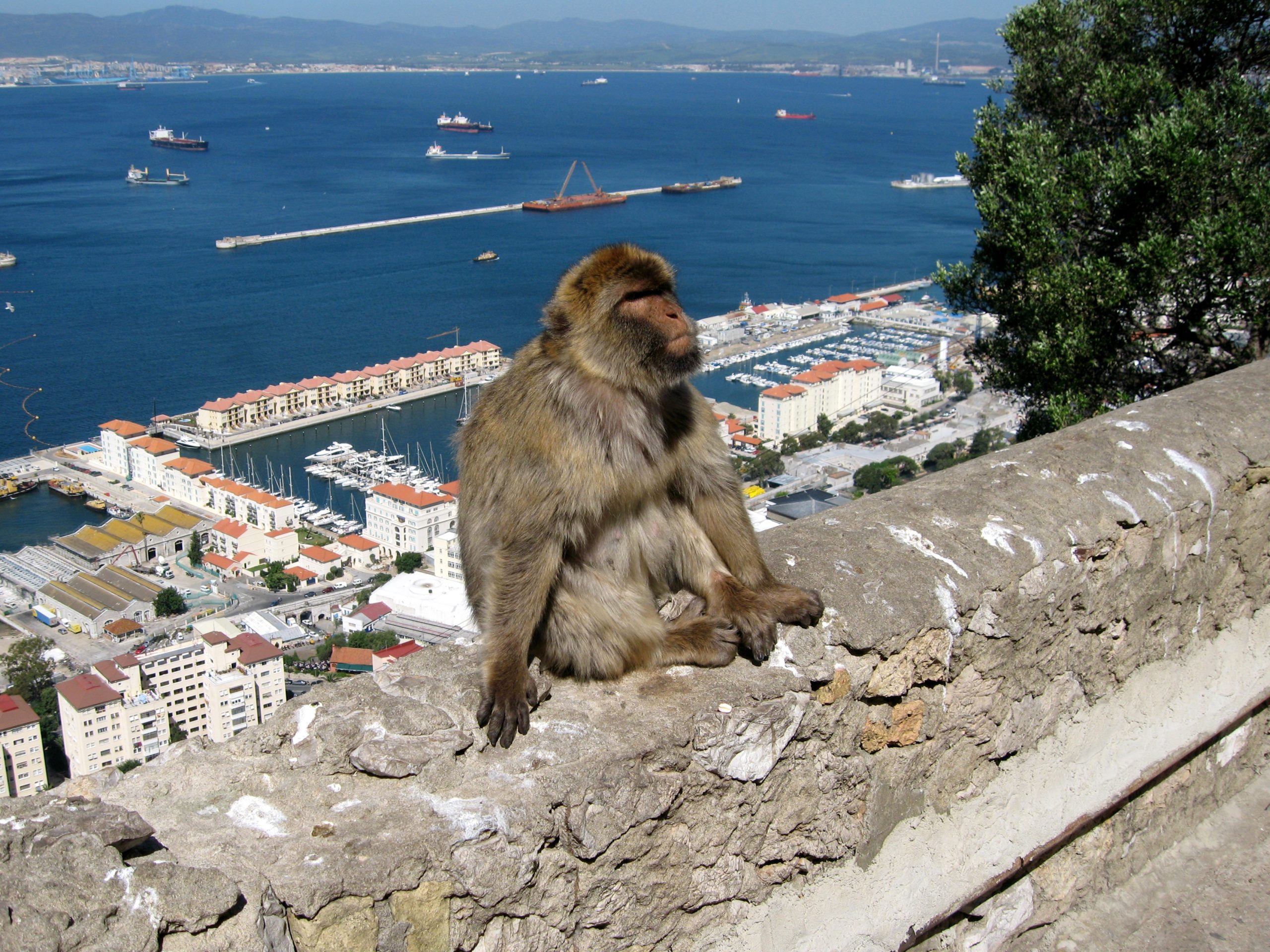 Γιβραλτάρ-Απελαύνουν μακάκους