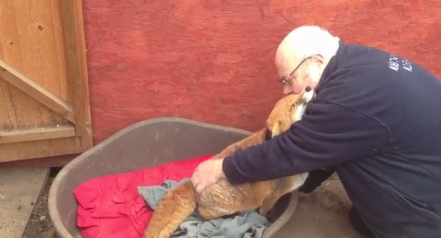 ΒΙΝΤΕΟ-Η πιο χαδιάρα.. αλεπού