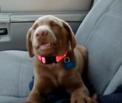 ΒΙΝΤΕΟ-Ένα κουρασμένο… κουτάβι