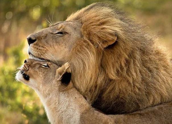 ΦΩΤΟ-Σιέστα για αγαπημένο ζεύγος λιονταριών