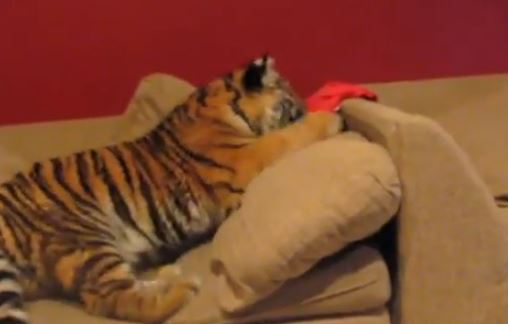 ΒΙΝΤΕΟ-Στον καναπέ με έναν τίγρη
